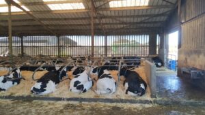 Visite d’une ferme _ GAEC de l’Epiardière